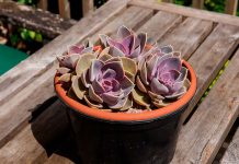 Suculentas Moradas