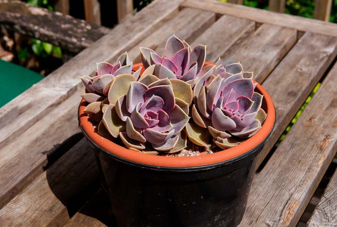 Suculentas-Moradas Suculentas Moradas