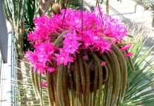 Cactus Cola de Rata o Aporocactus Flagelliformis – Cuidados Cactus Cola de Rata o Aporocactus Flagelliformis