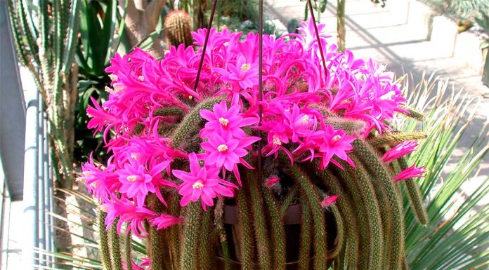 Cactus Cola de Rata o Aporocactus Flagelliformis