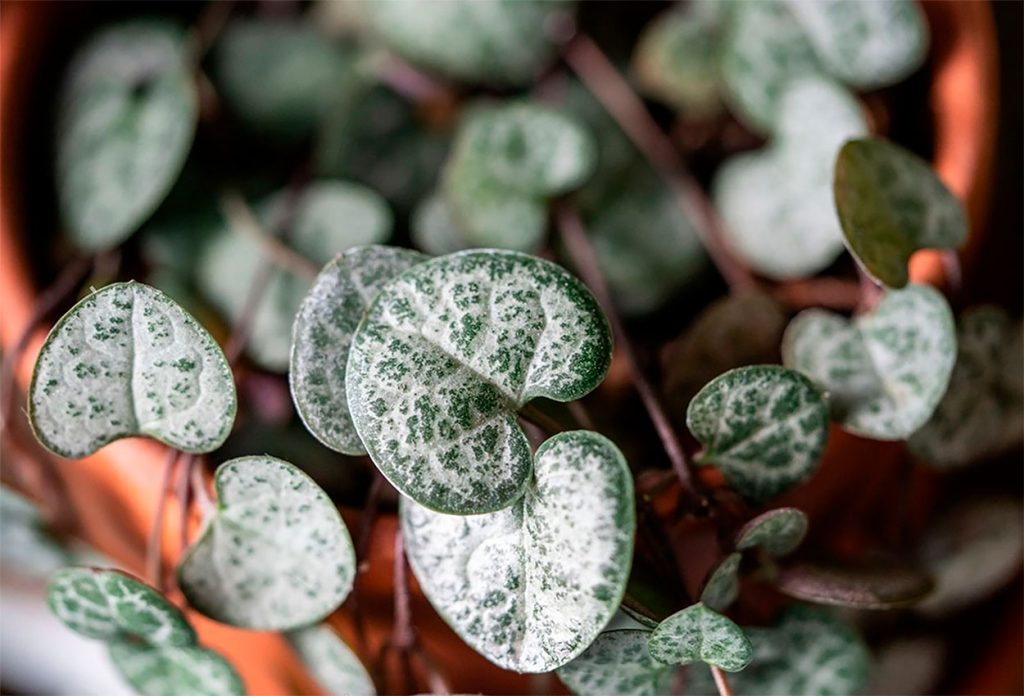 Caracteristicas de la Planta Collar de Corazones