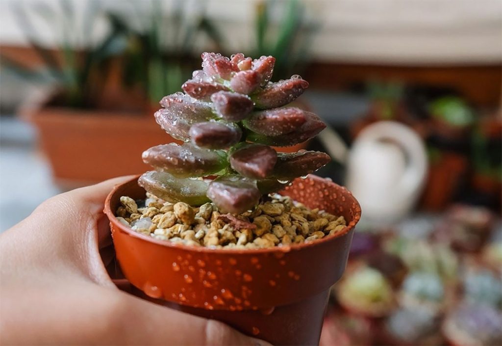 Características de Graptosedum Bronze