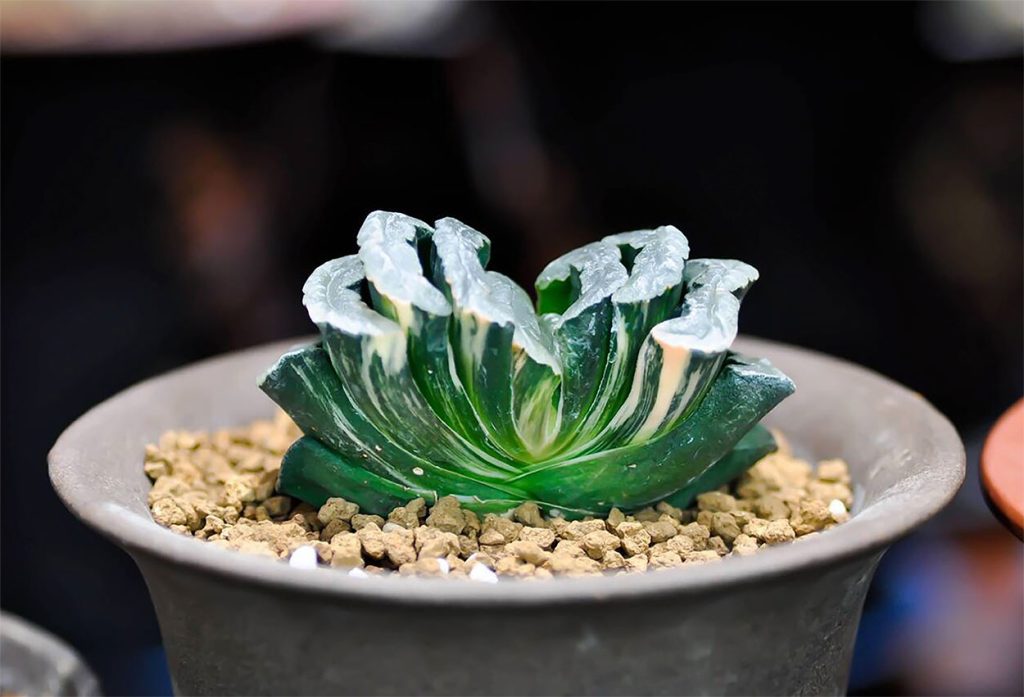 Características de la Suculenta Dientes de Caballo