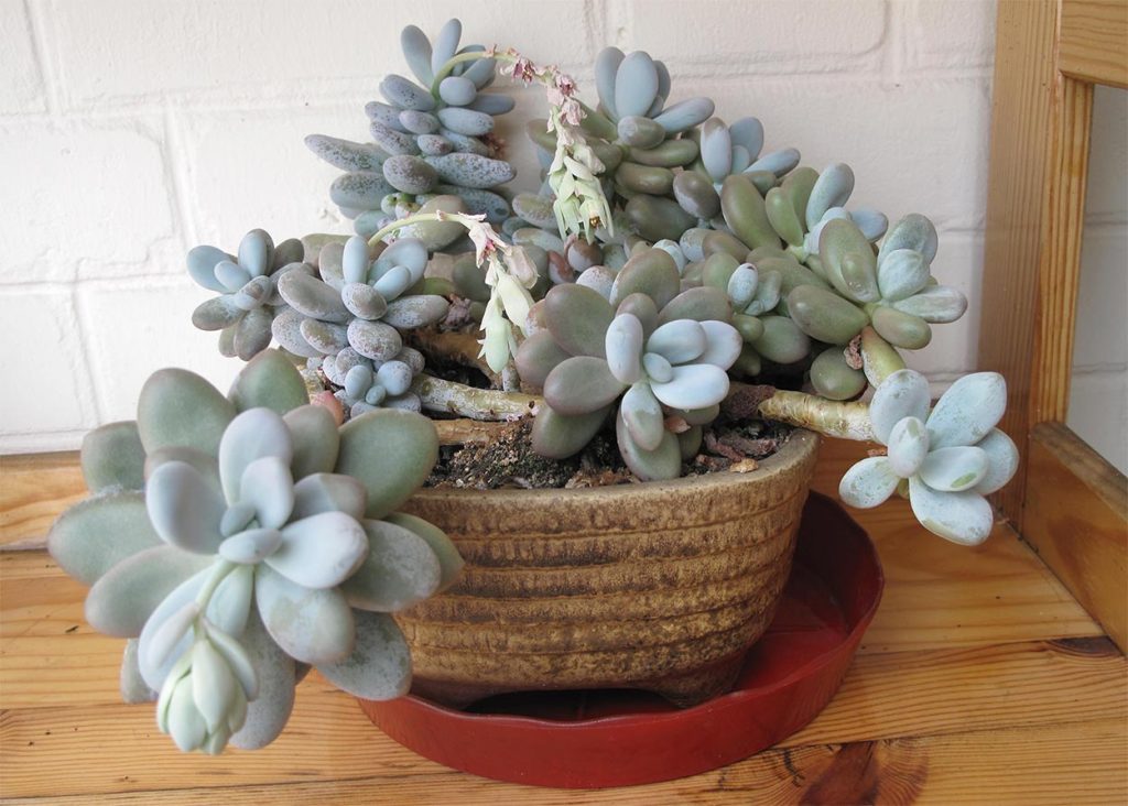 Características del Pachyphytum Oviferum