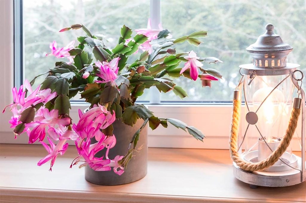 Características de Schlumbergera