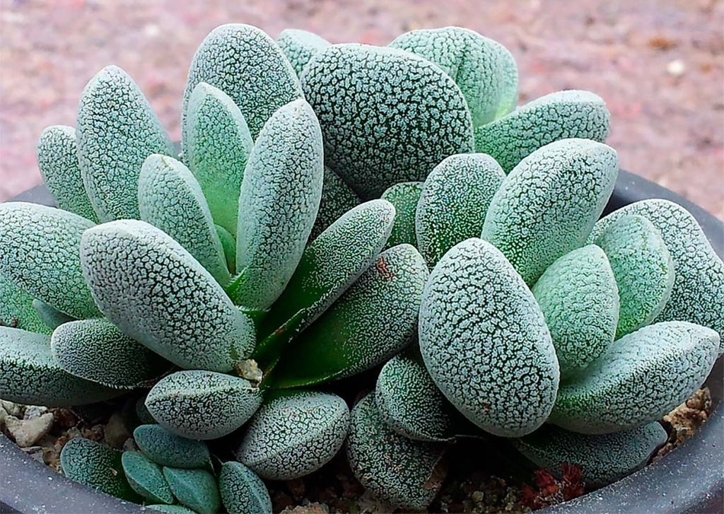Características de la Crassula Tecta