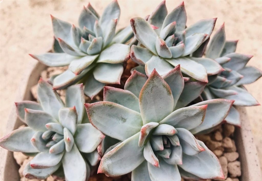 Características de la Echeveria Blue Bird