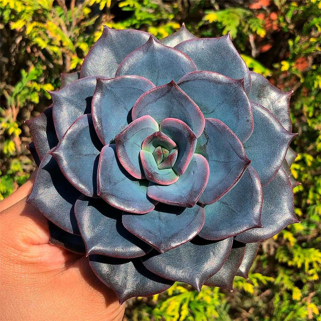 Características de la Echeveria Príncipe Azul