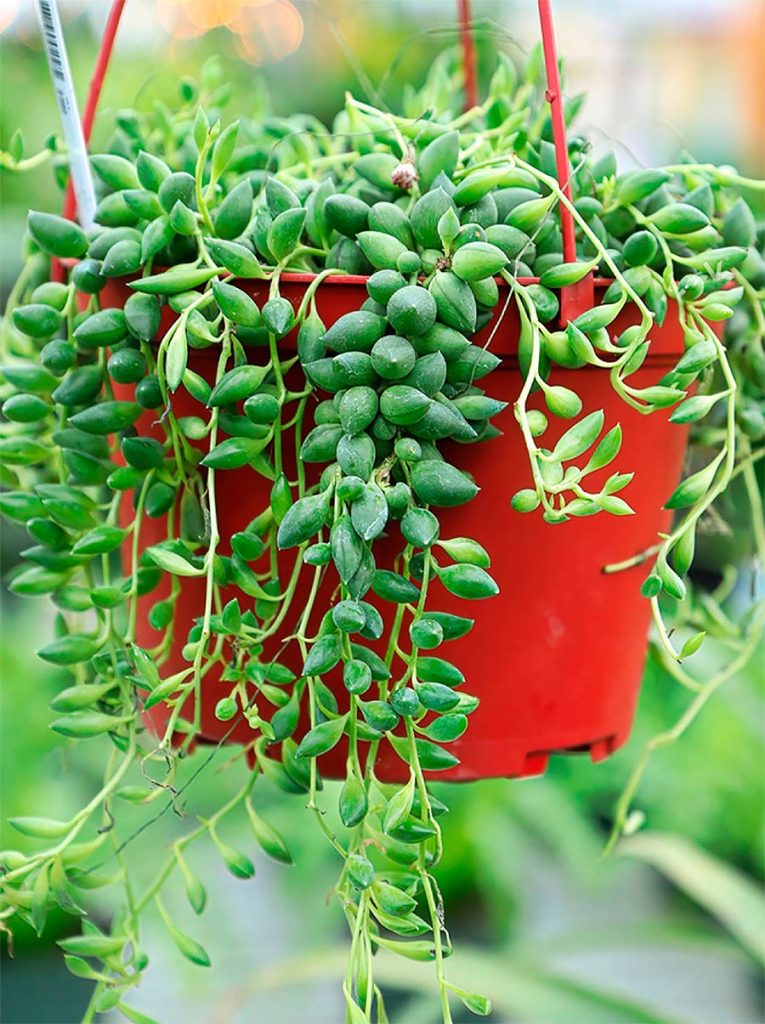 Características del Curio Radicans