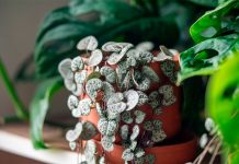 Ceropegia Woodii o Planta Collar de Corazones Ceropegia Woodii