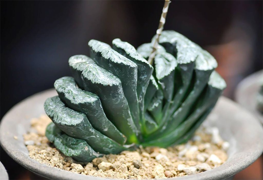 Cuidados de la Haworthia truncata