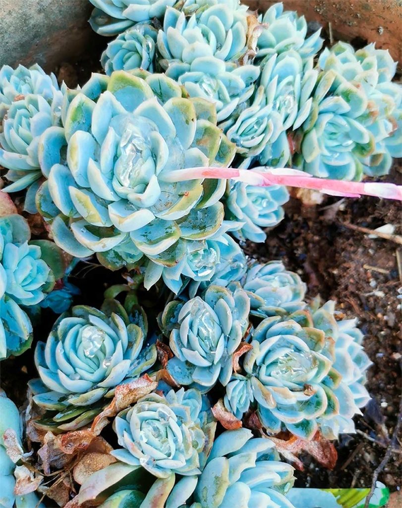 Echeverias con un ligero todo azulado
