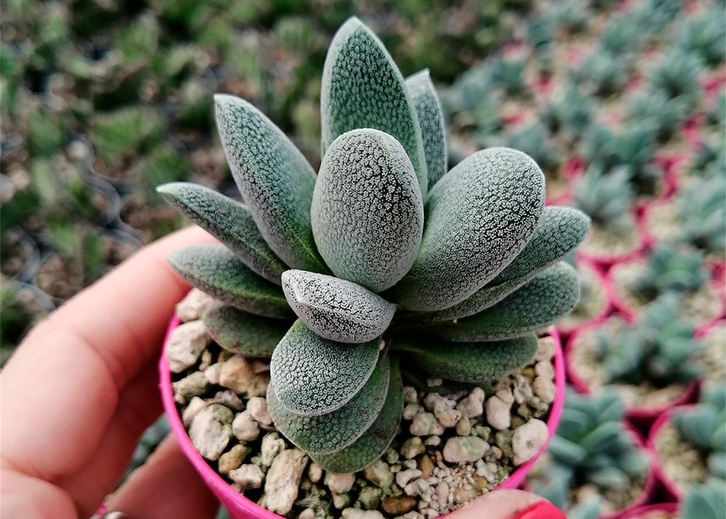 Crassula Tecta o Suculenta Piel de Lagarto