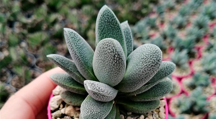 Crassula Tecta o Suculenta Piel de Lagarto