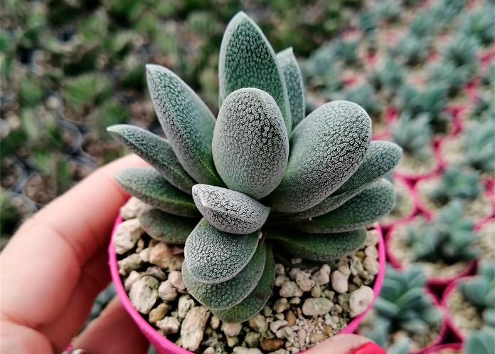 Crassula Tecta o Suculenta Piel de Lagarto