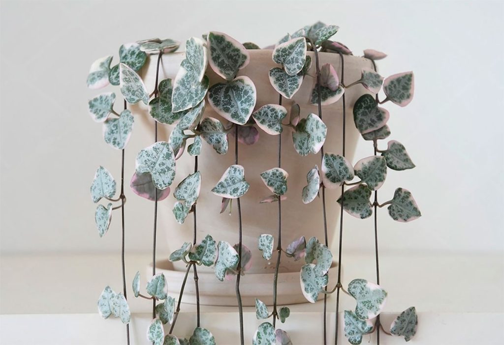 Cuidados de Ceropegia woodii