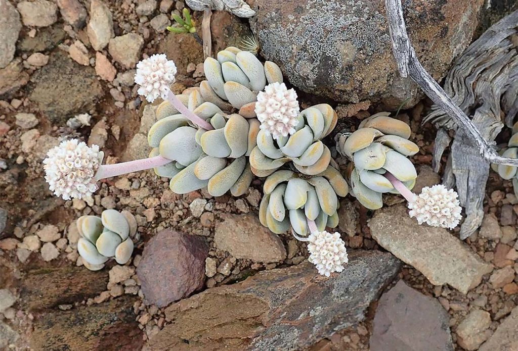 Floracion de la Crassula Tecta