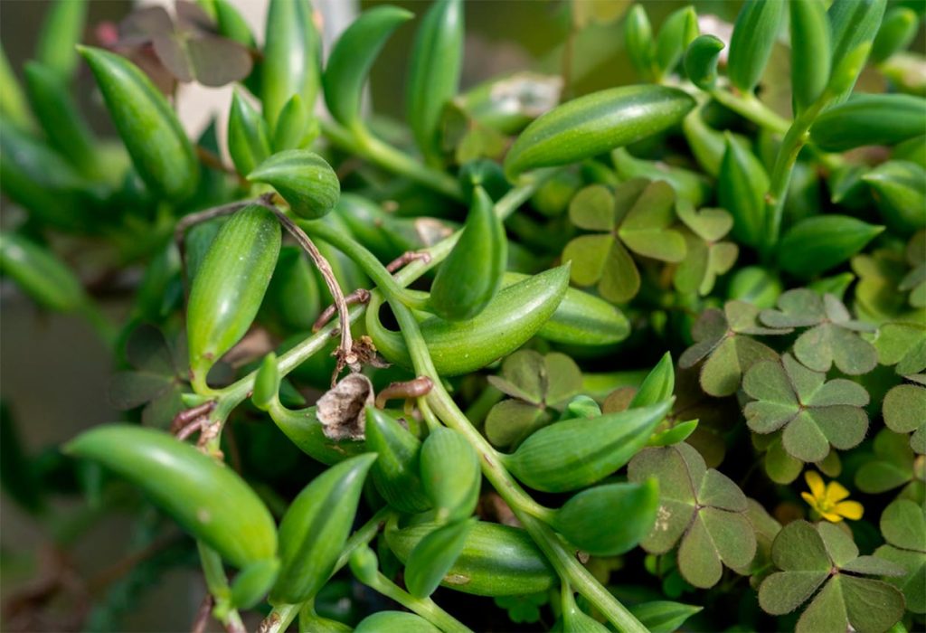 Cuidados de Senecio radicans