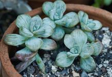 Echeveria Laui o Roseta – Características y Cuidados Echeveria Laui