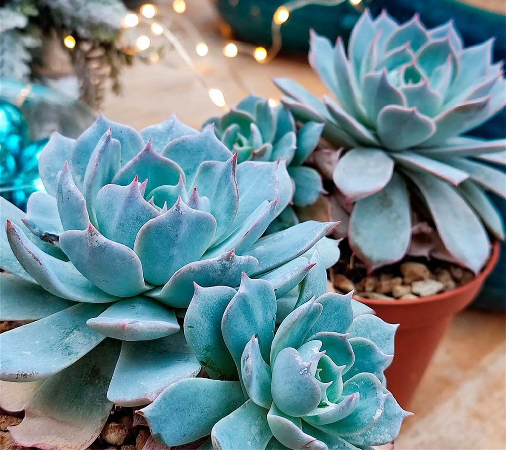 Características Fisicas de Echeveria Subsessilis