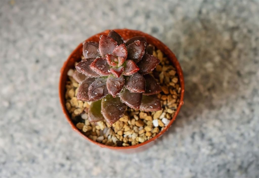 Cuidados de Graptosedum Vera Higgins