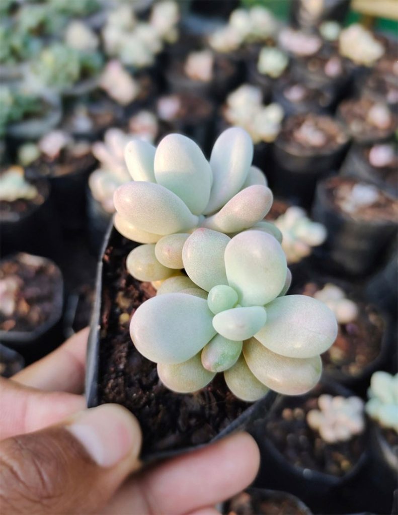 Cuidados de Pachyphytum Oviferum
