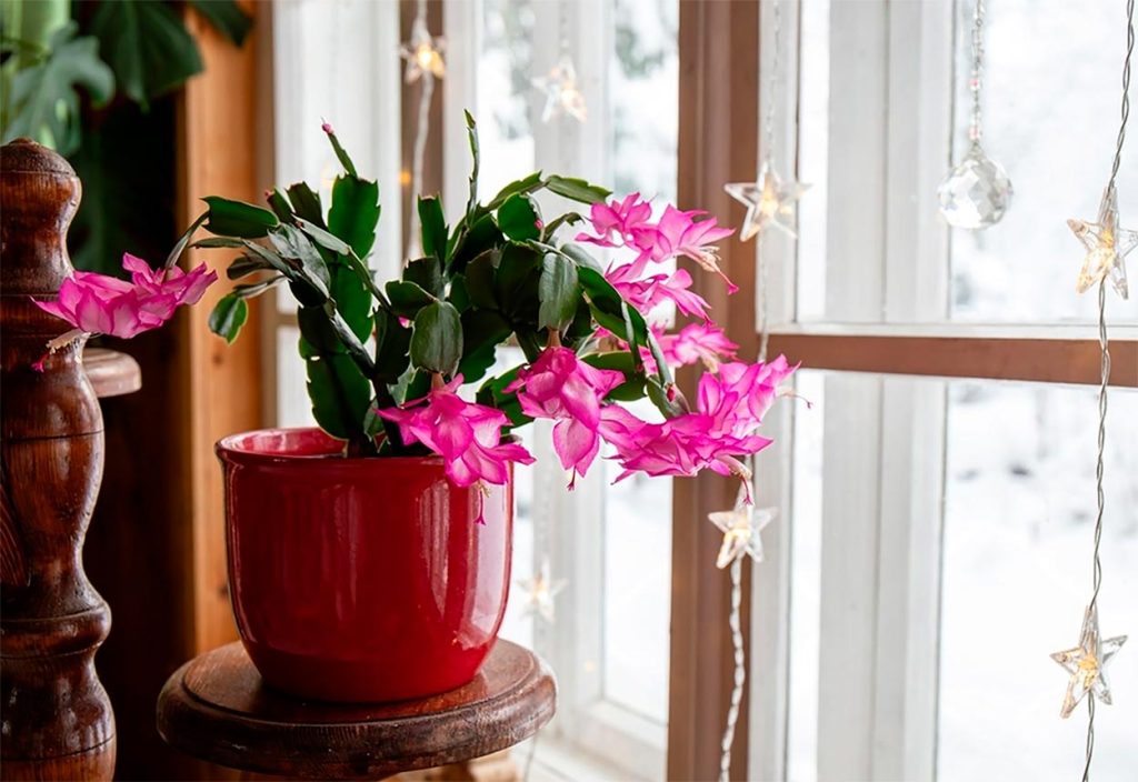 Tipos de Schlumbergera
