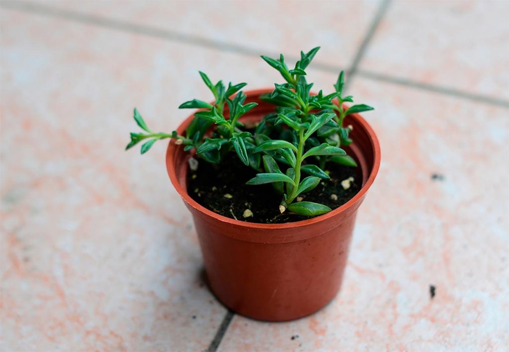 Cuidados de Senecio peregrinus