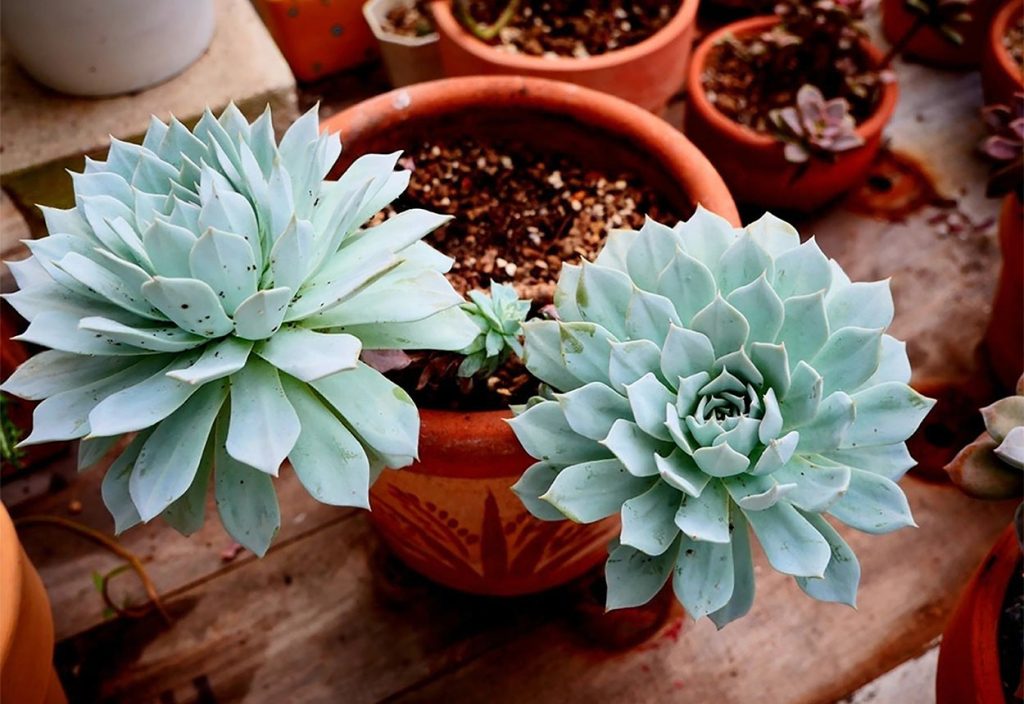 Cuidado de la Suculenta Pájaro Azul