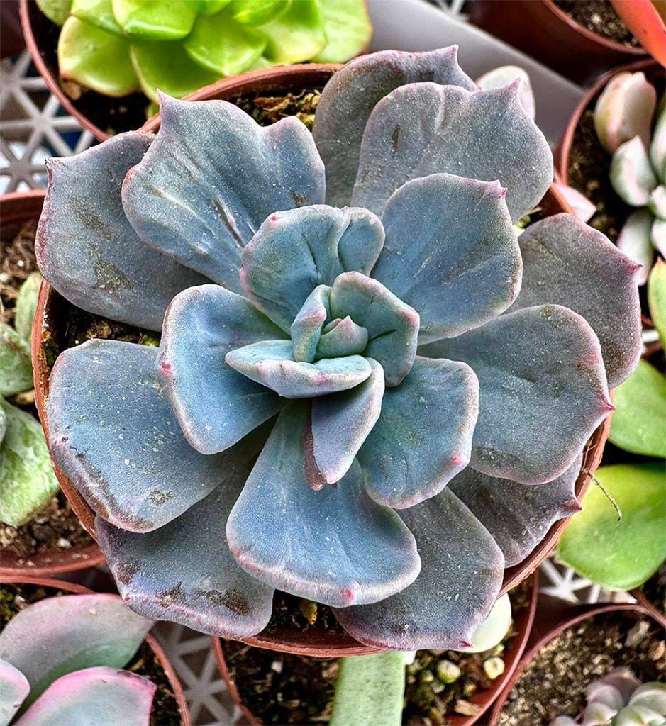 Cuidados de la Echeveria Blue Prince