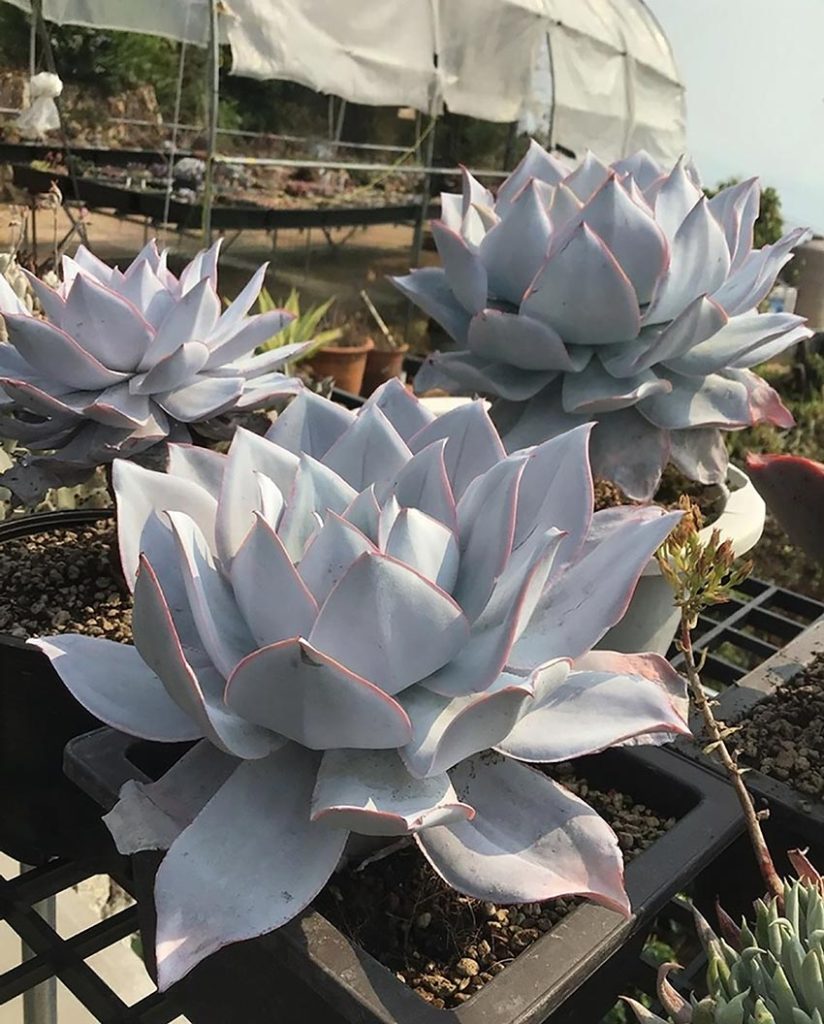 Cuidados de la Echeveria Cante