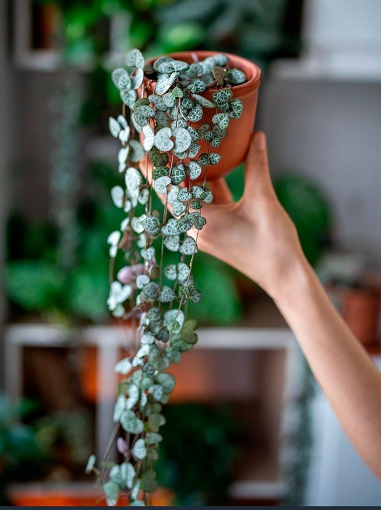 Variedades de Ceropegia Woodii