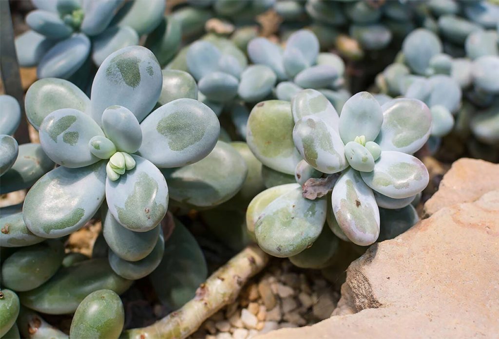 Problemas comunes de la Suculenta Piedra de Luna