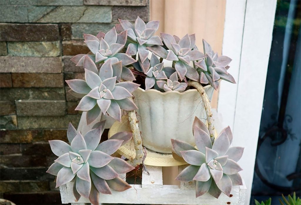 Cuidados del Graptopetalum Paraguayense