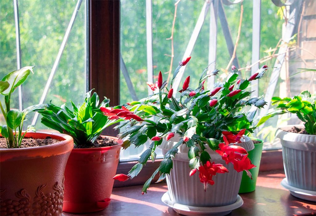 Decoración con Schlumbergera