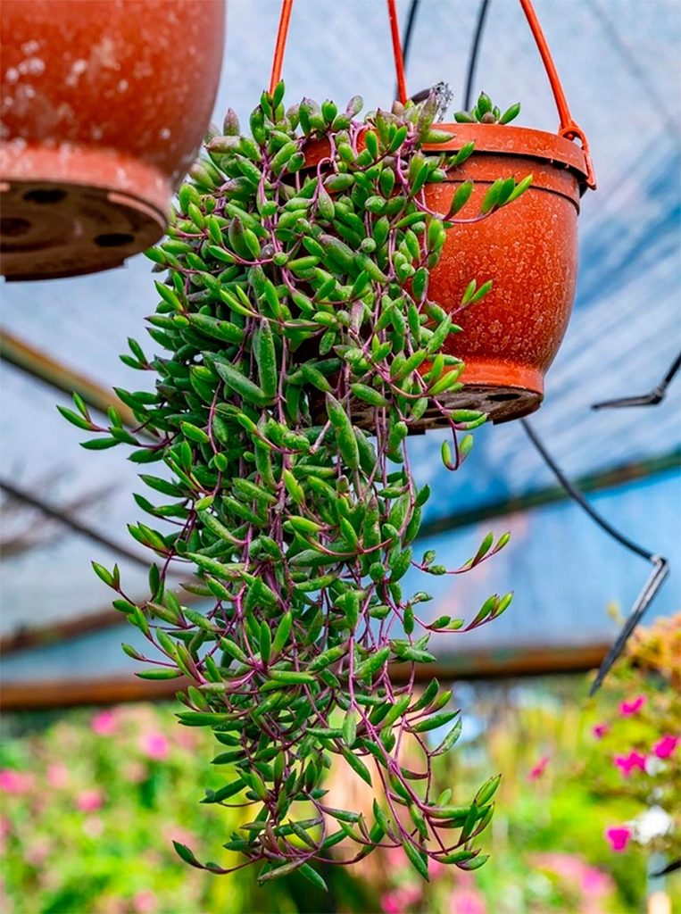 Decoracion con Curio Radicans