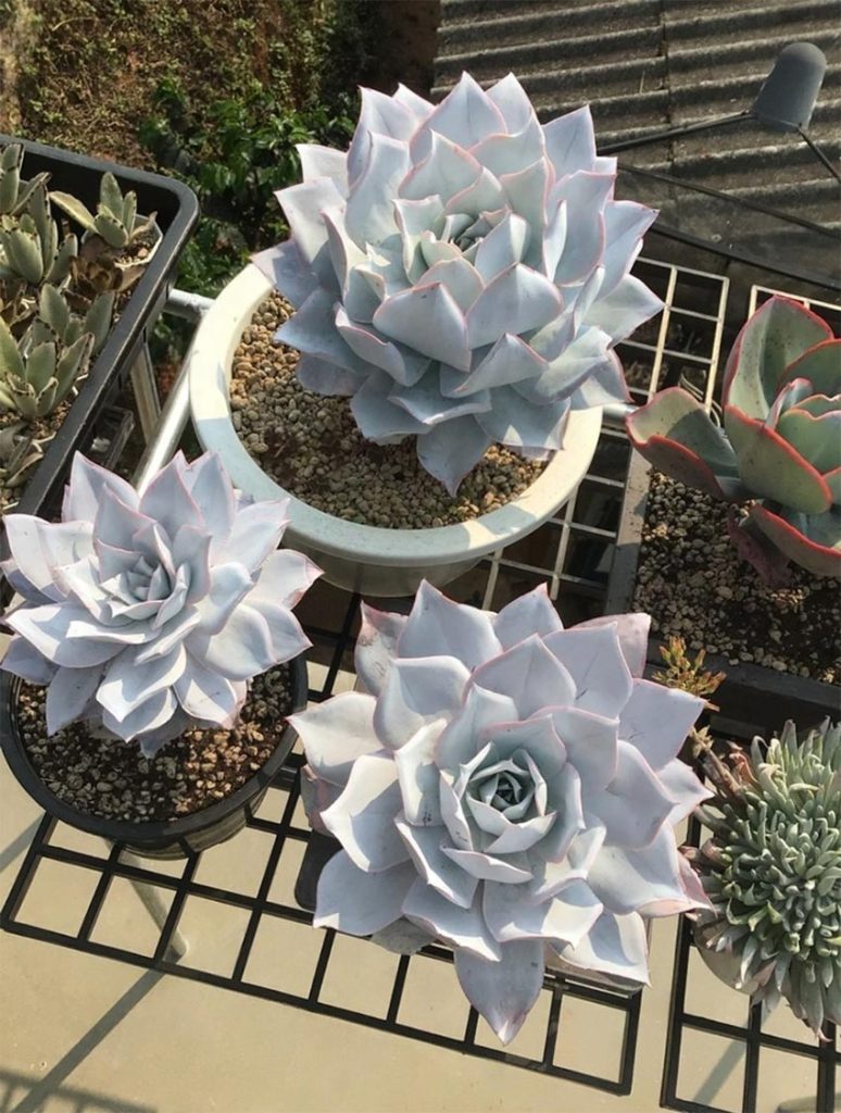 Problemas comunes de la Echeveria Cante