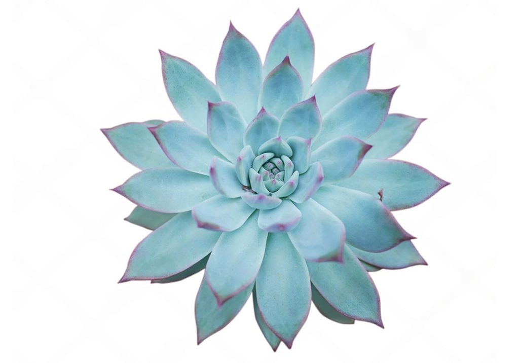 Echeveria Blue Bird en Detalle