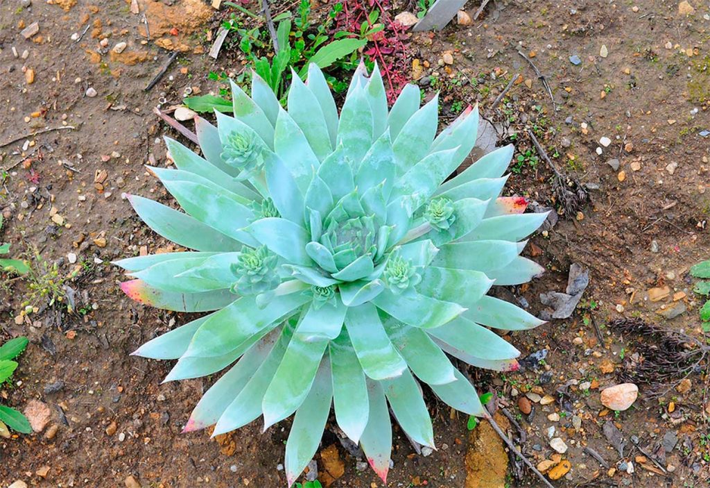 Dudleya Brittonii o Dudleya Gigante de Tiza