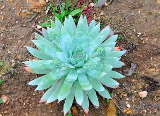 Dudleya Brittonii o Dudleya Gigante de Tiza