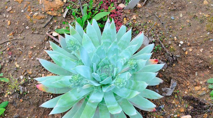 Dudleya Brittonii o Dudleya Gigante de Tiza