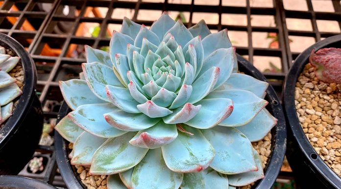 Echeveria Blue Bird o Pájaro Azul