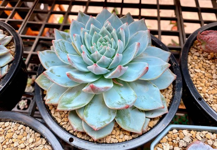 Echeveria Blue Bird o Pájaro Azul