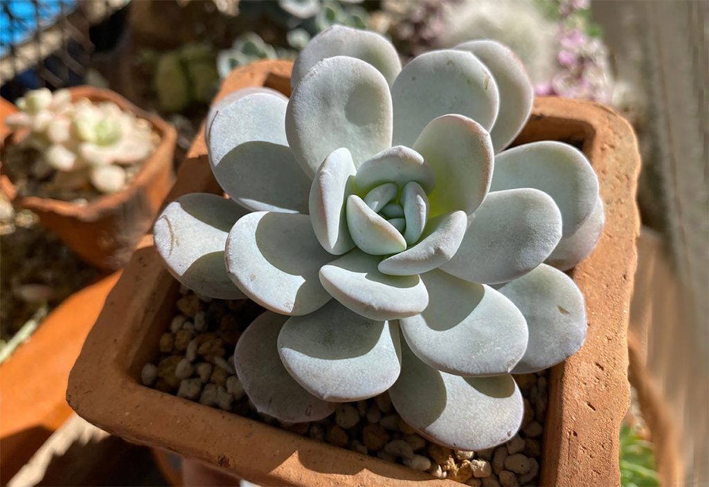 Características Físicas de la Echeveria Laui