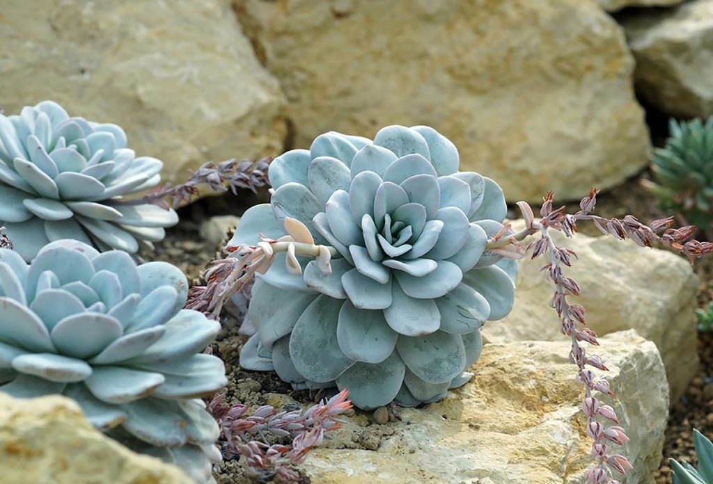 Decoracion con Echeveria Laui