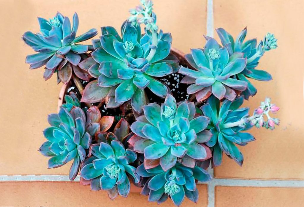 Echeveria blue prince