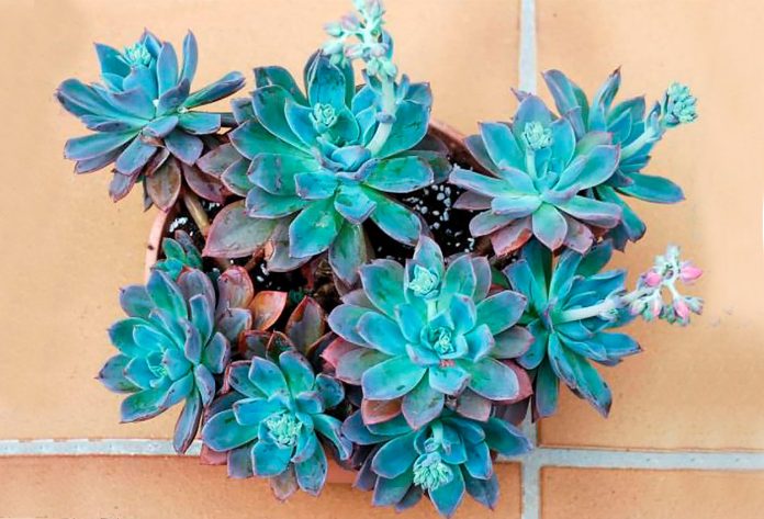 Echeveria-blue-prince Echeveria blue prince