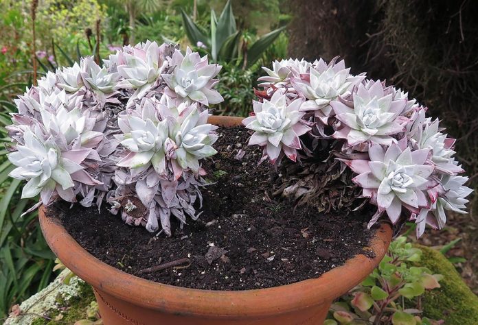 Echeveria Cante