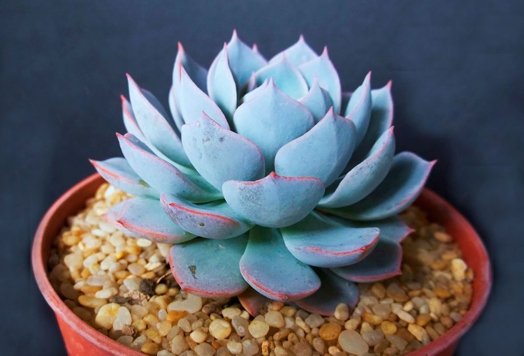 Echeveria Subsessilis