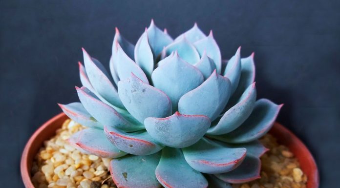 Echeveria Subsessilis